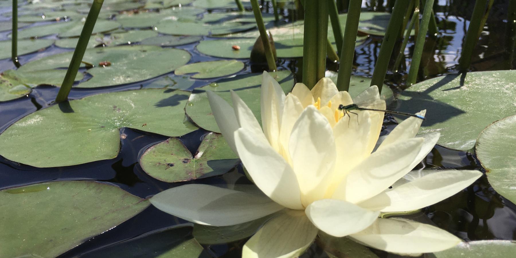 White Water Lily