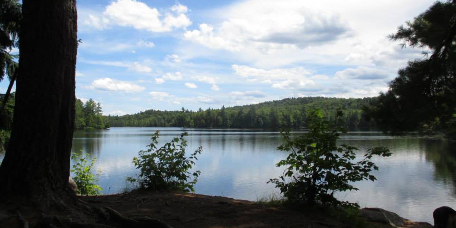 campsite on slang pond with dog